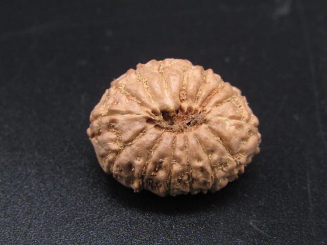 🌿 14 Mukhi Nepali Rudraksha (Natural & Certified). Super collective