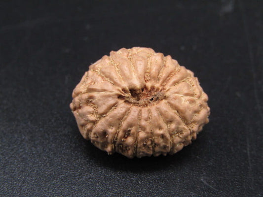 🌿 14 Mukhi Nepali Rudraksha (Natural & Certified). Super collective