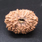 🌿 14 Mukhi Nepali Rudraksha (Natural & Certified). Super collective