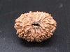 🌿 14 Mukhi Nepali Rudraksha (Natural & Certified). Super collective