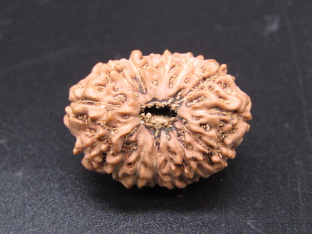 🌿 14 Mukhi Nepali Rudraksha (Natural & Certified). Super collective