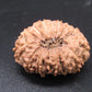 🌿 14 Mukhi Nepali Rudraksha (Natural & Certified). Super collective