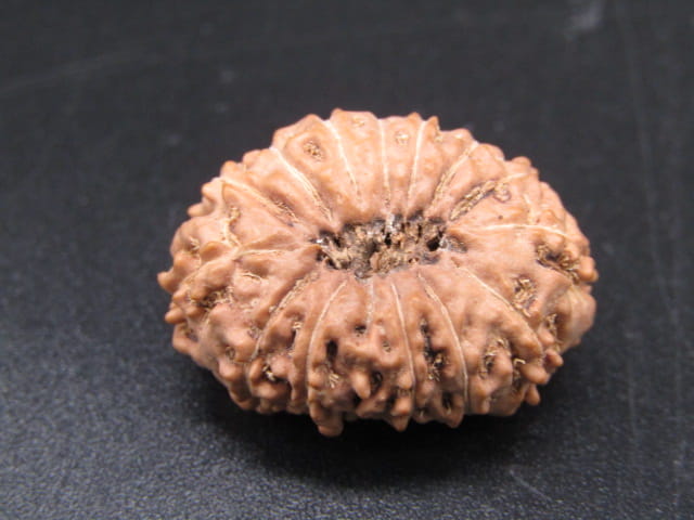 🌿 14 Mukhi Nepali Rudraksha (Natural & Certified). Super collective