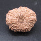 🌿 14 Mukhi Nepali Rudraksha (Natural & Certified). Super collective