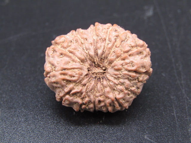 🌿 14 Mukhi Nepali Rudraksha (Natural & Certified). Super collective
