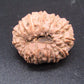 🌿 14 Mukhi Nepali Rudraksha (Natural & Certified). Super collective