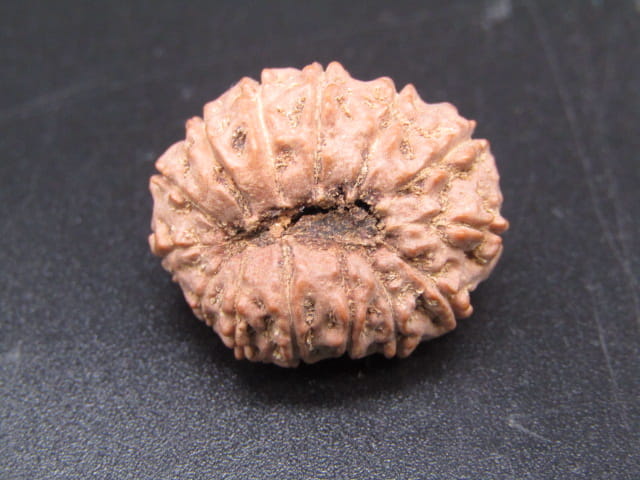 🌿 14 Mukhi Nepali Rudraksha (Natural & Certified). Super collective