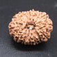 🌿 14 Mukhi Nepali Rudraksha (Natural & Certified). Super collective