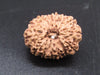 🌿 14 Mukhi Nepali Rudraksha (Natural & Certified). Super collective