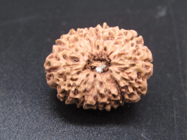 🌿 14 Mukhi Nepali Rudraksha (Natural & Certified). Super collective