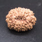🌿 14 Mukhi Nepali Rudraksha (Natural & Certified). Super collective
