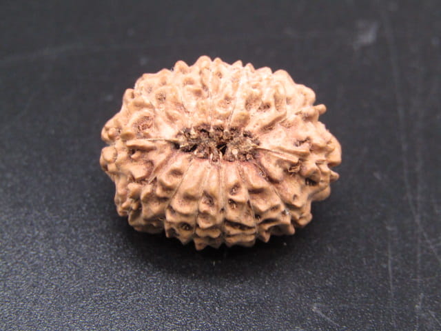 🌿 14 Mukhi Nepali Rudraksha (Natural & Certified). Super collective