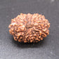 🌿 14 Mukhi Nepali Rudraksha (Natural & Certified). Super collective