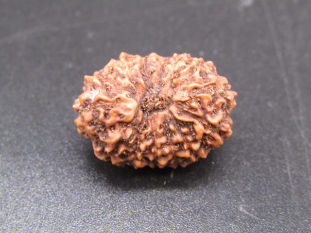 🌿 14 Mukhi Nepali Rudraksha (Natural & Certified). Super collective