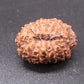 🌿 14 Mukhi Nepali Rudraksha (Natural & Certified). Super collective