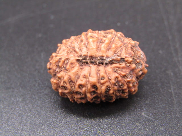 🌿 14 Mukhi Nepali Rudraksha (Natural & Certified). Super collective