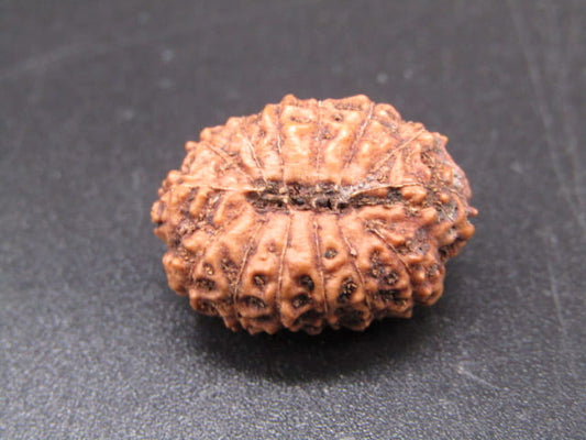 🌿 14 Mukhi Nepali Rudraksha (Natural & Certified). Super collective