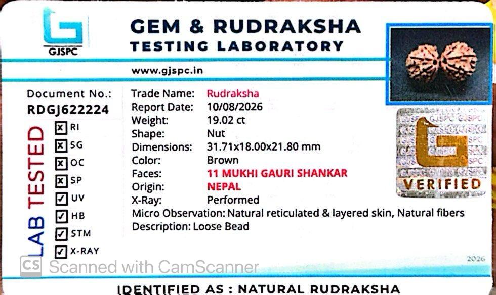 Nepali 11 Mukhi Gauri Shankar Rudraksha