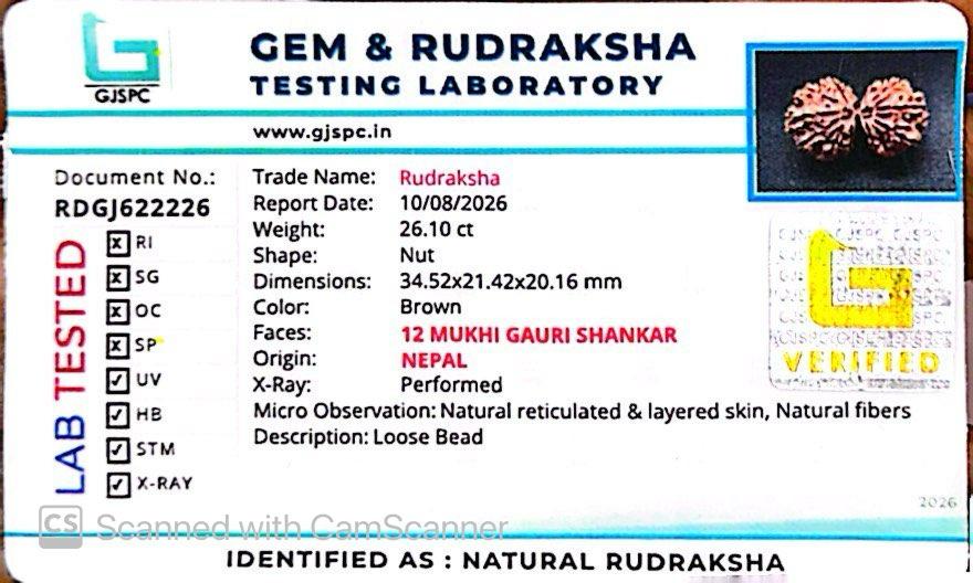 Nepali 12 Mukhi Gauri Shankar Rudraksha