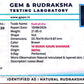 Nepali 10 Mukhi Gauri Shankar Rudraksha