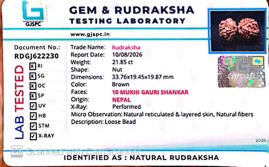 Nepali 10 Mukhi Gauri Shankar Rudraksha
