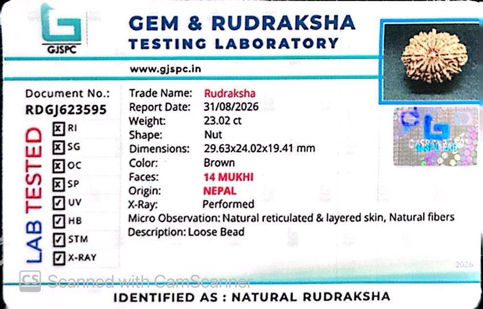 🌿 14 Mukhi Nepali Rudraksha (Natural & Certified). Antik