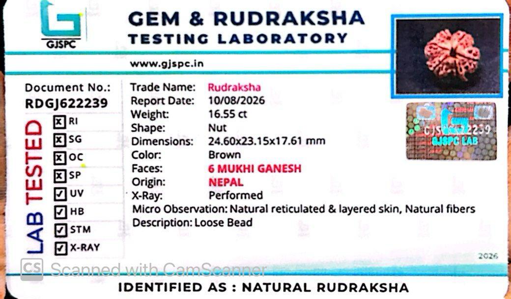 Nepali 6 Mukhi Ganesh Rudraksha