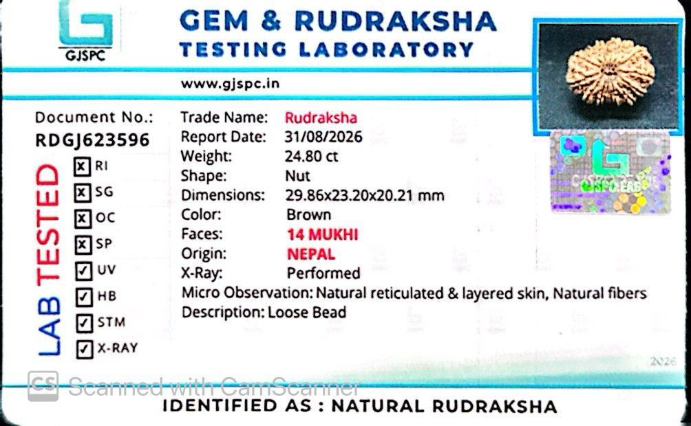🌿 14 Mukhi Nepali Rudraksha (Natural & Certified). Antik