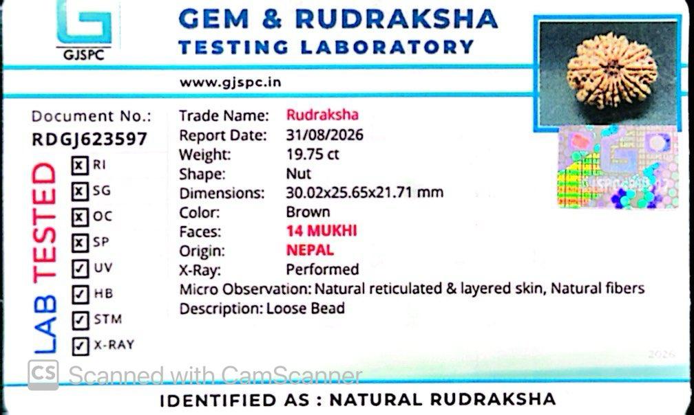 🌿 14 Mukhi Nepali Rudraksha (Natural & Certified). Medium