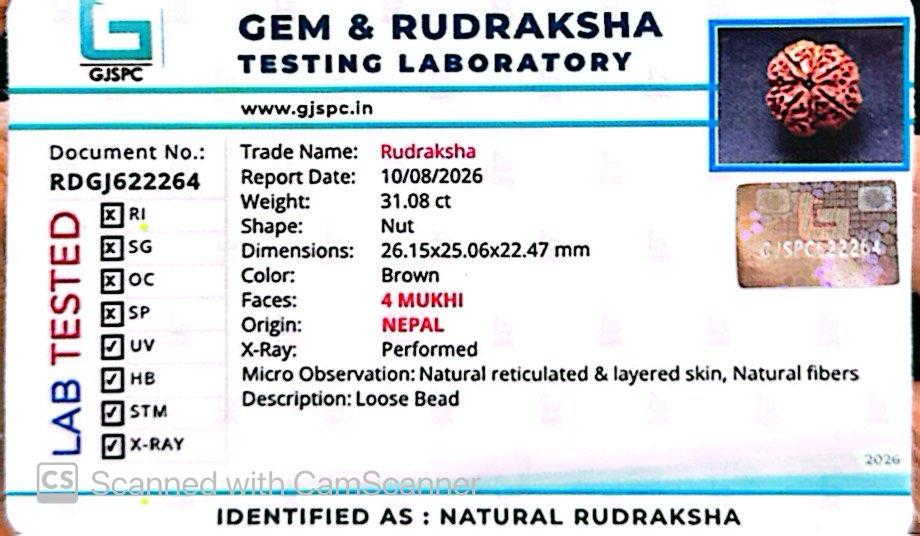 Nepali 4 Mukhi Rudraksha