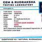 Nepali 10 Mukhi Gauri Shankar Rudraksha