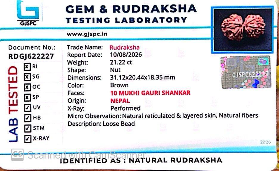 Nepali 10 Mukhi Gauri Shankar Rudraksha