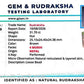 Nepali 4 Mukhi Rudraksha