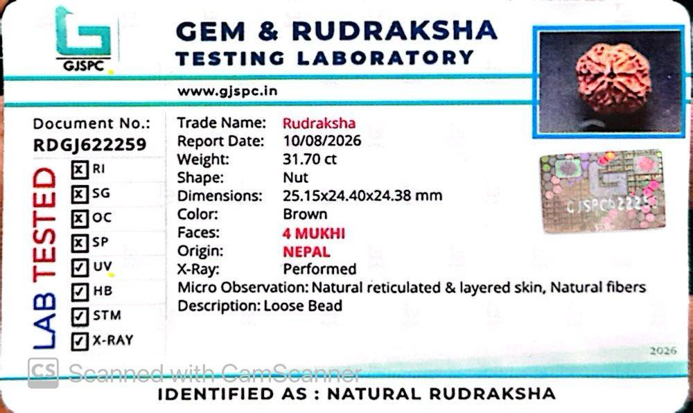 Nepali 4 Mukhi Rudraksha