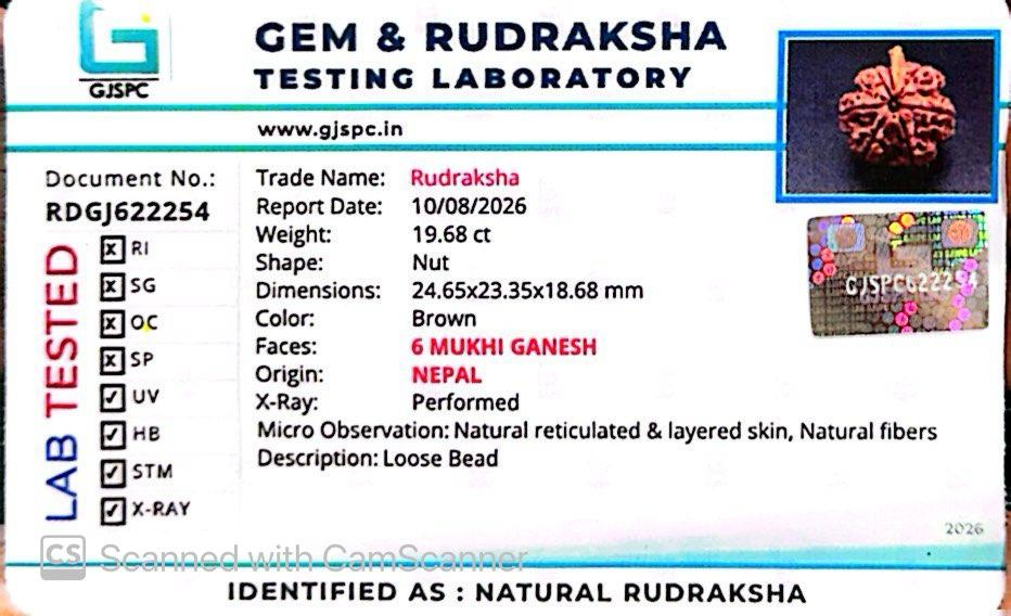 Nepali 6 Mukhi Ganesh Rudraksha