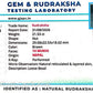 🌿 14 Mukhi Nepali Rudraksha (Natural & Certified). Medium