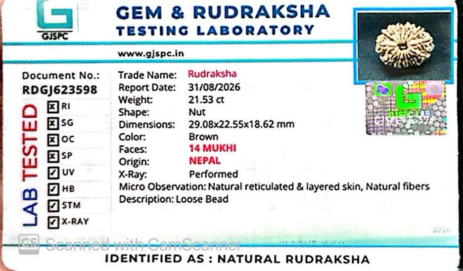 🌿 14 Mukhi Nepali Rudraksha (Natural & Certified). Medium