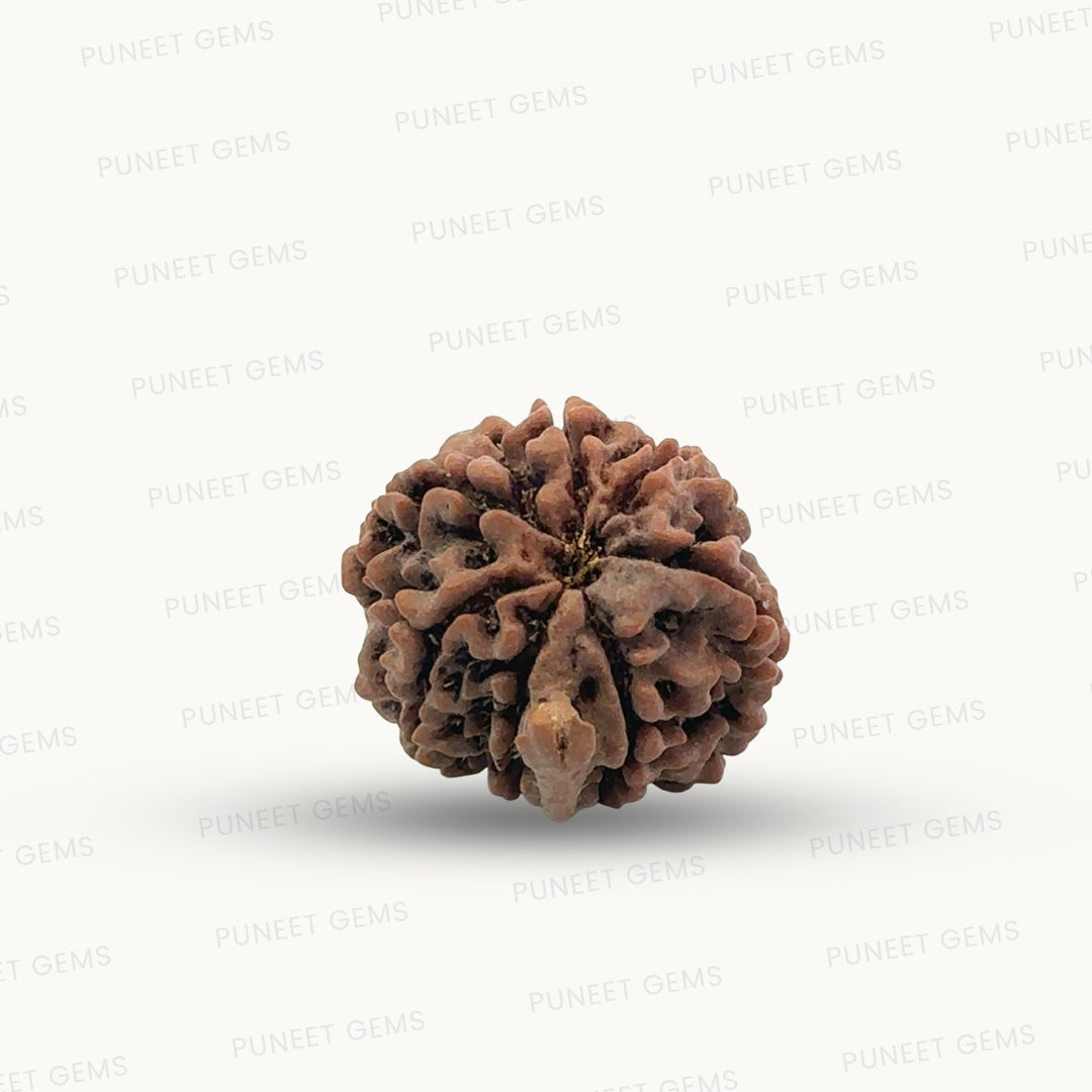 Natural 7 Mukhi Ganesh Rudraksha – Wealth, Wisdom & Obstacle Removal