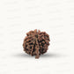 Natural 7 Mukhi Ganesh Rudraksha – Wealth, Wisdom & Obstacle Removal