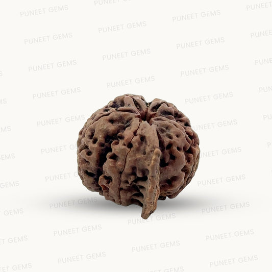 Natural 5 Mukhi Ganesh Rudraksha – Wisdom, Protection & Spiritual Success