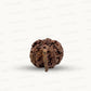 Natural 5 Mukhi Ganesh Rudraksha – Wisdom, Protection & Spiritual Success