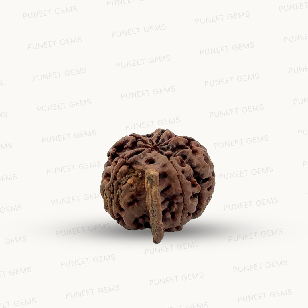 Natural 5 Mukhi Ganesh Rudraksha – Wisdom, Protection & Spiritual Success