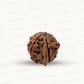 Natural 5 Mukhi Ganesh Rudraksha – Wisdom, Protection & Spiritual Success