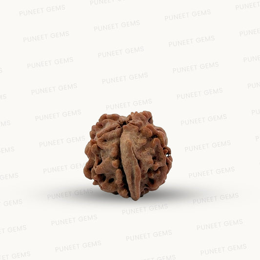 Natural 5 Mukhi Ganesh Rudraksha – Wisdom, Protection & Spiritual Success