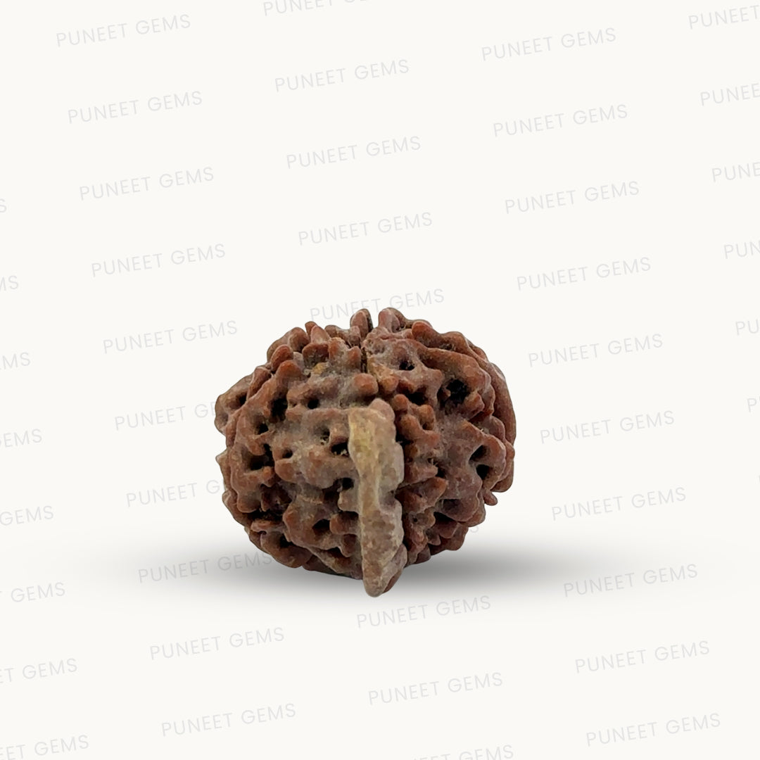 Natural 5 Mukhi Ganesh Rudraksha – Wisdom, Protection & Spiritual Success
