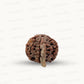 Natural 5 Mukhi Ganesh Rudraksha – Wisdom, Protection & Spiritual Success