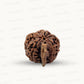 Natural 5 Mukhi Ganesh Rudraksha – Wisdom, Protection & Spiritual Success