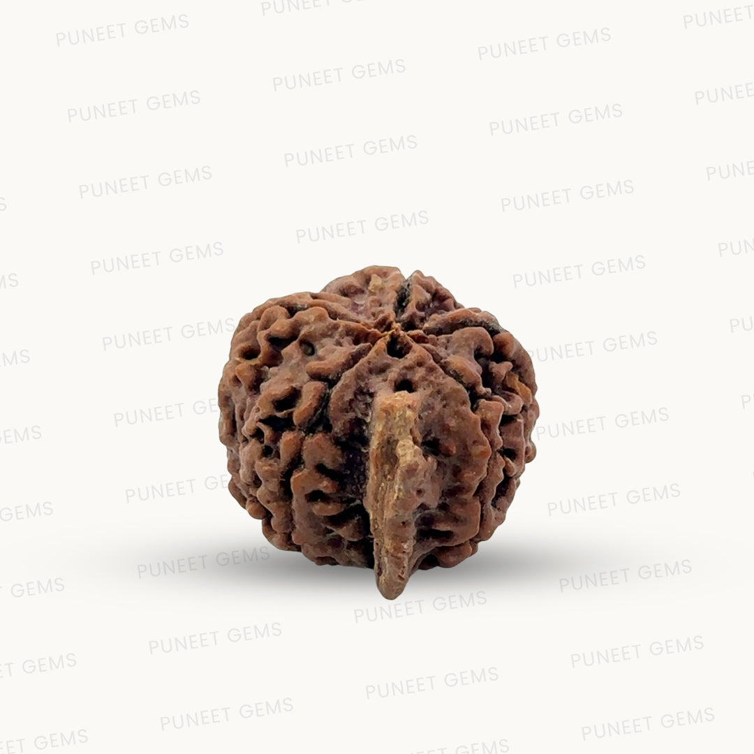 Natural 5 Mukhi Ganesh Rudraksha – Wisdom, Protection & Spiritual Success