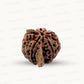 Natural 5 Mukhi Ganesh Rudraksha – Wisdom, Protection & Spiritual Success