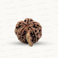 Natural 5 Mukhi Ganesh Rudraksha – Wisdom, Protection & Spiritual Success